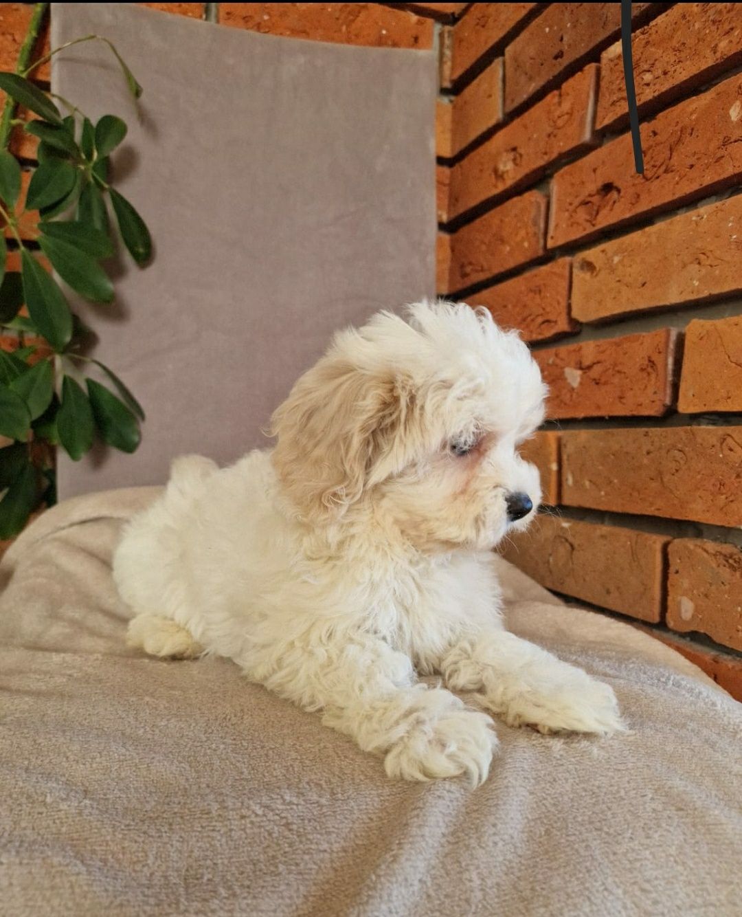 Maltipoo- Piękny Piesek F1