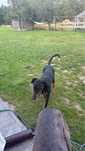 Pies rasy doberman