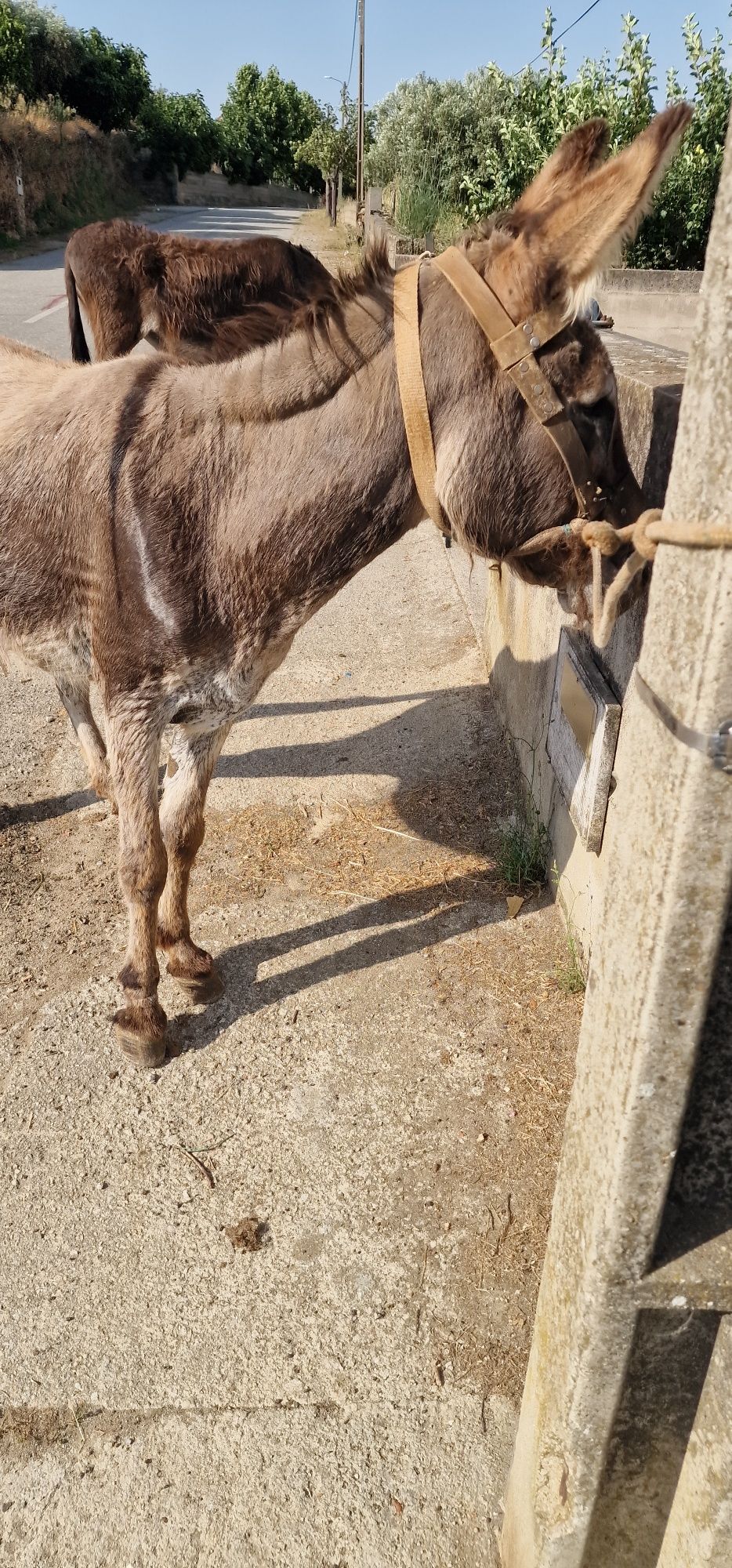Burro capado 5 anos
