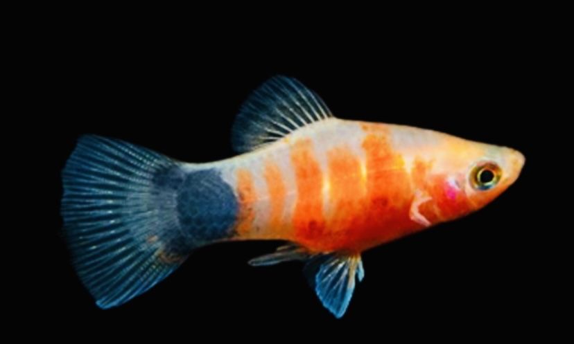 Platka Tiger Red