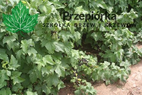Sadzonki porzeczki czarnej TISEL® ORES® GOFERT®  2025 (licencja)