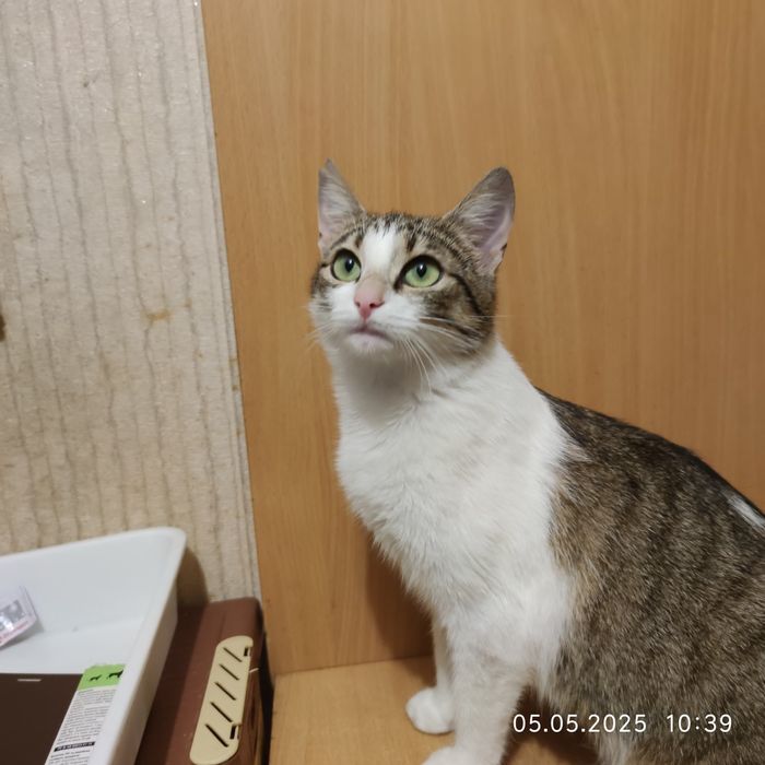 Отдам полосатую кошку,  8 месяцев,, стерилизована, привита