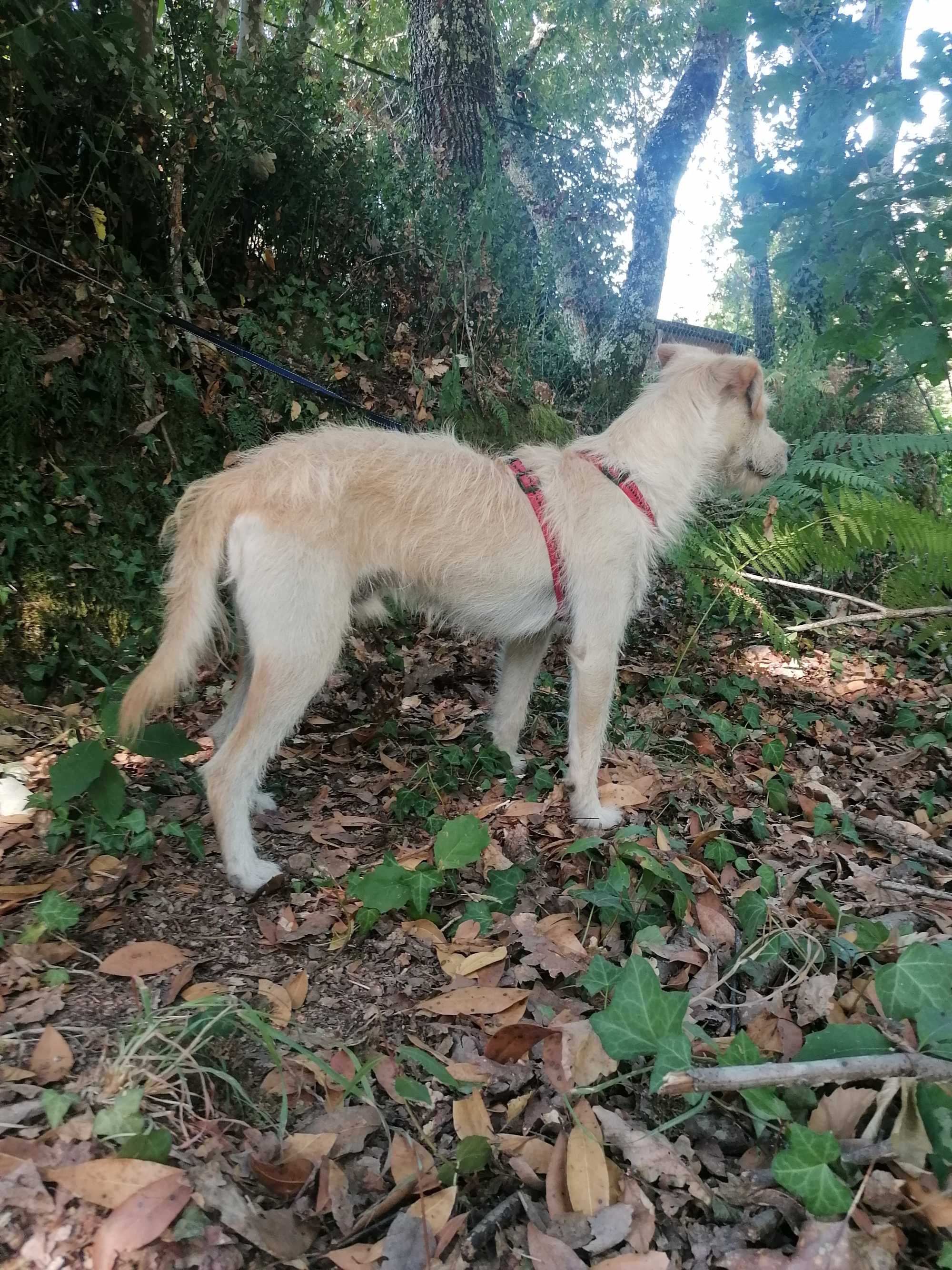 Bobby- Cachorro para adoção responsável