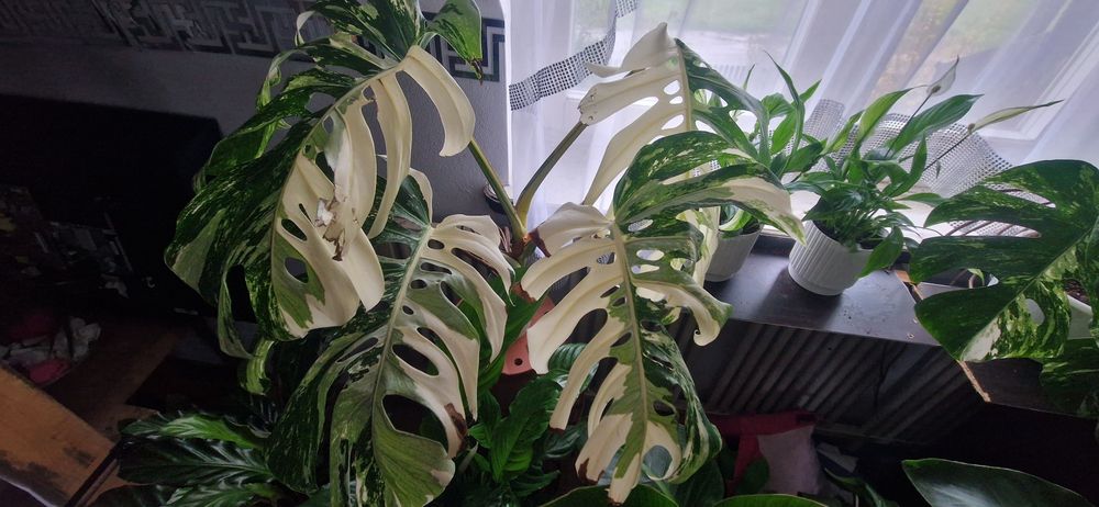 Monstera variegata