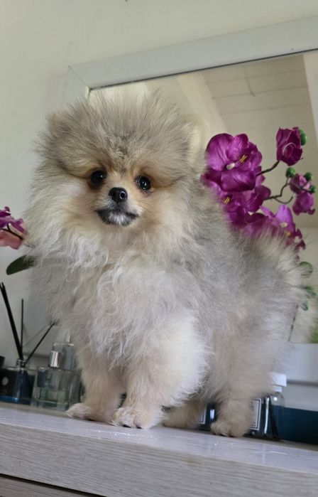 Szpic miniaturowy pomeranian cudowny