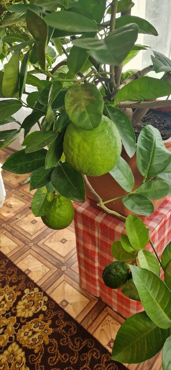Дерево лимону плодоносне