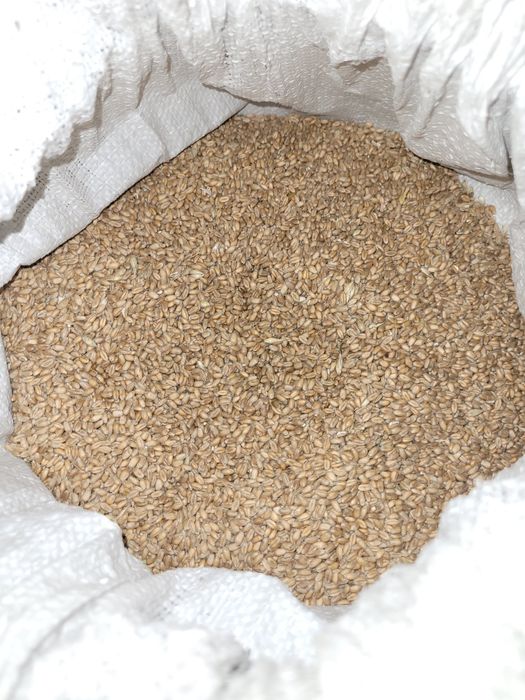 Продам пшеницю...