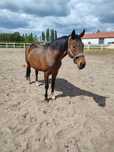 Sprzedam Klacz 14 lat