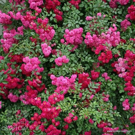 Саженцы розы мелкая плетущая Дороти малиновая вьющаяся хоста клематис