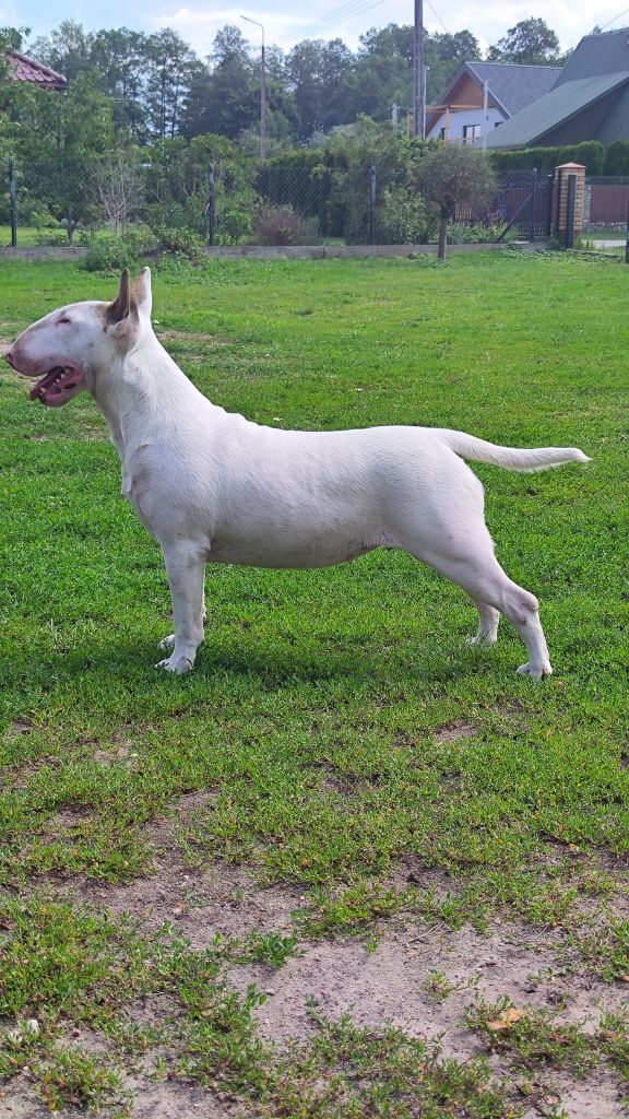 Sunia Bulterier Standard