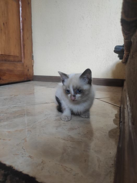 Віддам котиків в добрі руки!