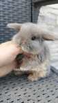 Mini lop króliki karzełek miniaturka baranek hodowla