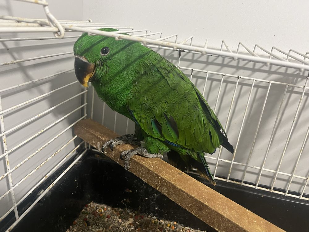 Ecletus  roratus para venda