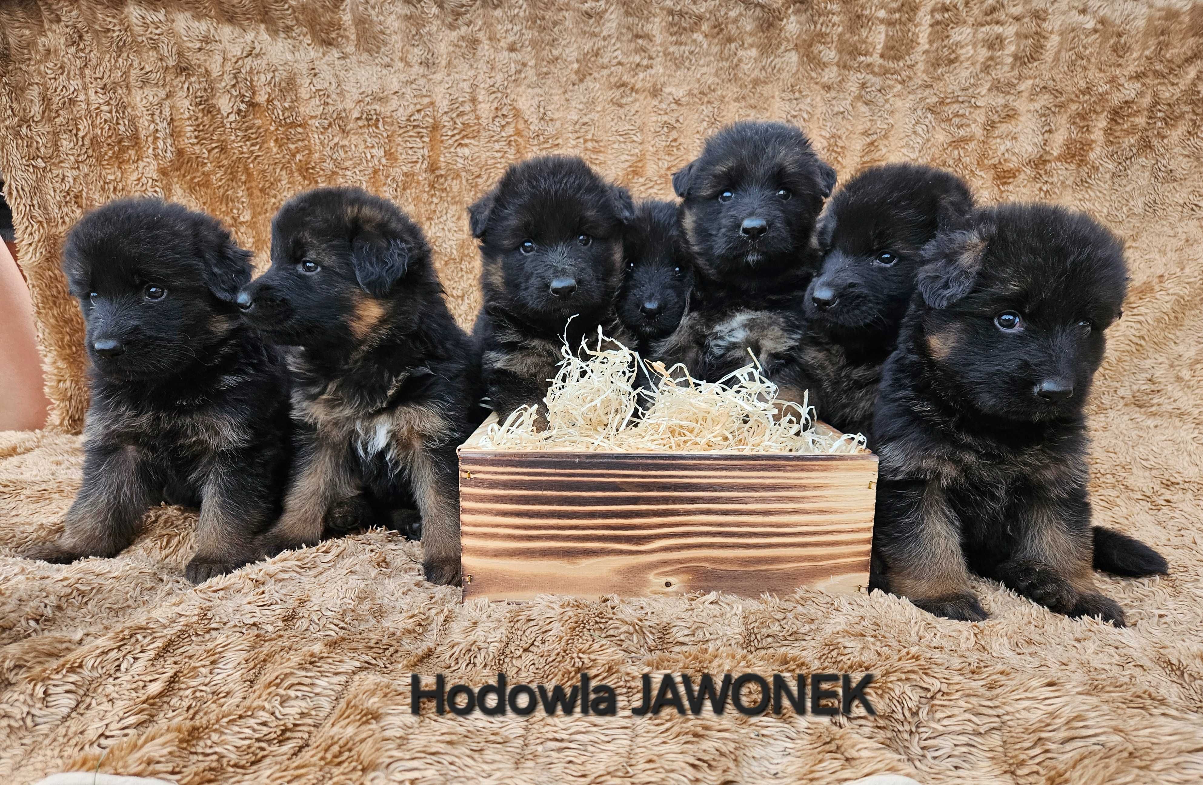 Owczarek niemiecki długowłosy