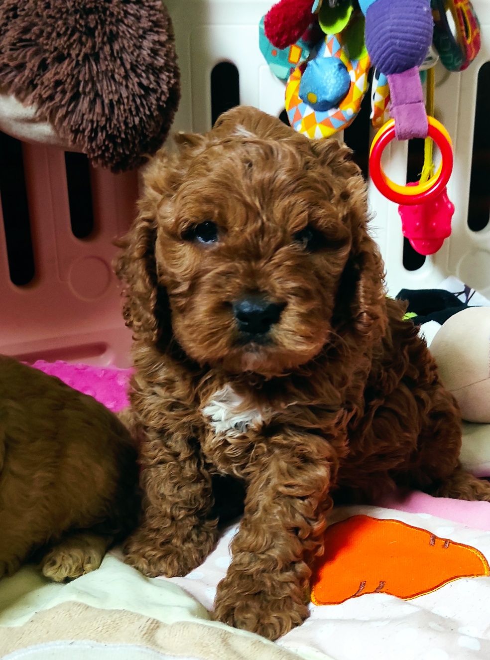 Piesek Cockapoo/do odbioru w sierpniu