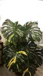 Monstera Thai constellation duża roslina variegata