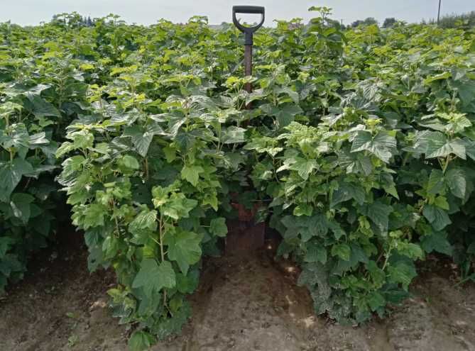 Sadzonki 3 letnie owocujące! porzeczka czarna, czerwona!Miododajne CAC