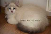 kocurek  rasy ragdoll rodowód FPL/FIFE
