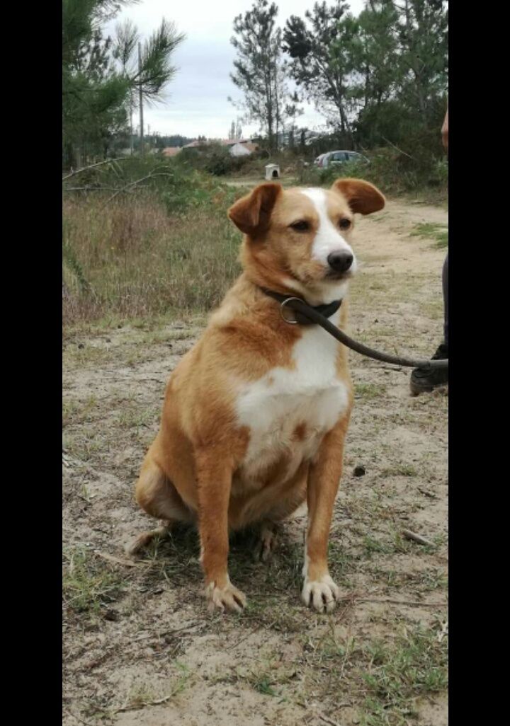 Kelly- cachorra de porte médio para adoção