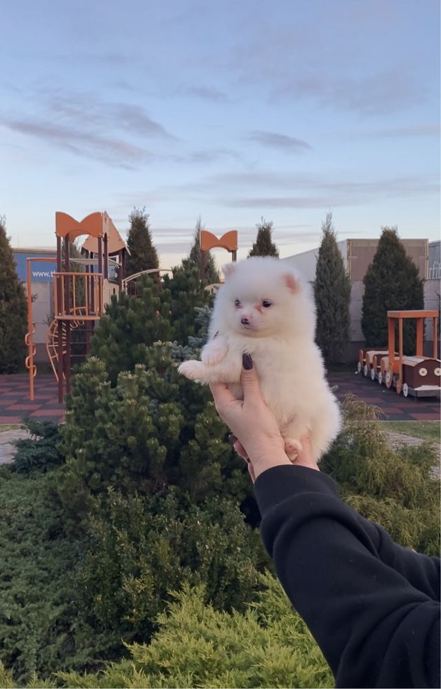 Хлопчик Померанського Шпіца