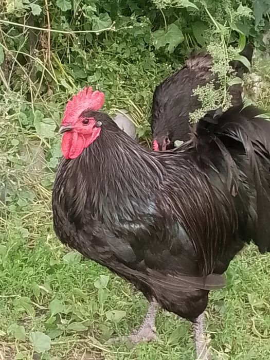 Koguty australorp