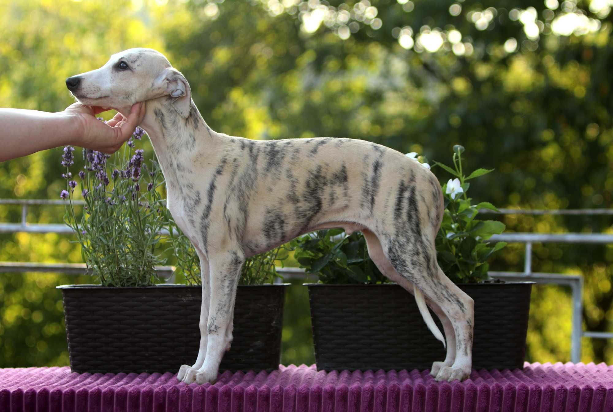 Whippet Chart angielski ZKwP/FCI cudowny piesek RANGER
