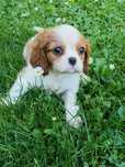 Cavalier King Charles Spaniel Blenheim (Suczka)