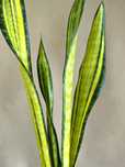 Sansevieria 'Forescate' sansewieria