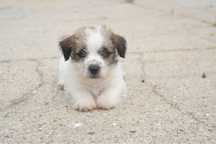 Jack Russell pelo cerdoso com LOP