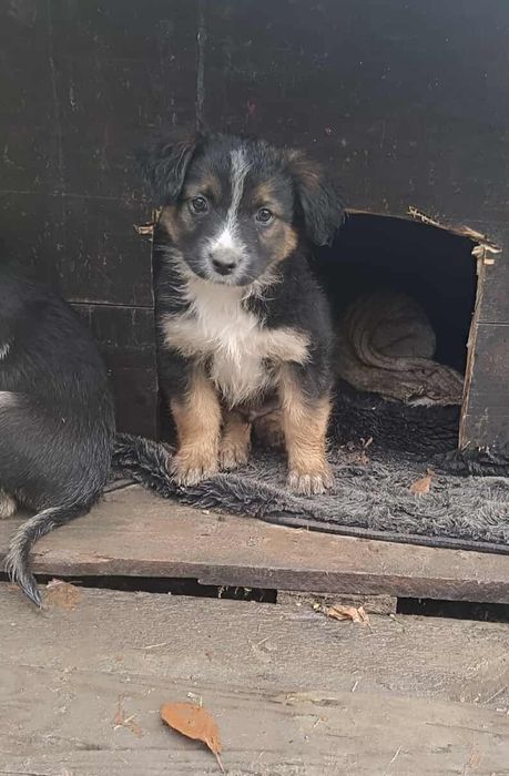 Отдам щенков-мальчиков