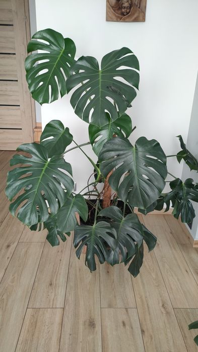 Monstera piękna duża 140 cm w donicy