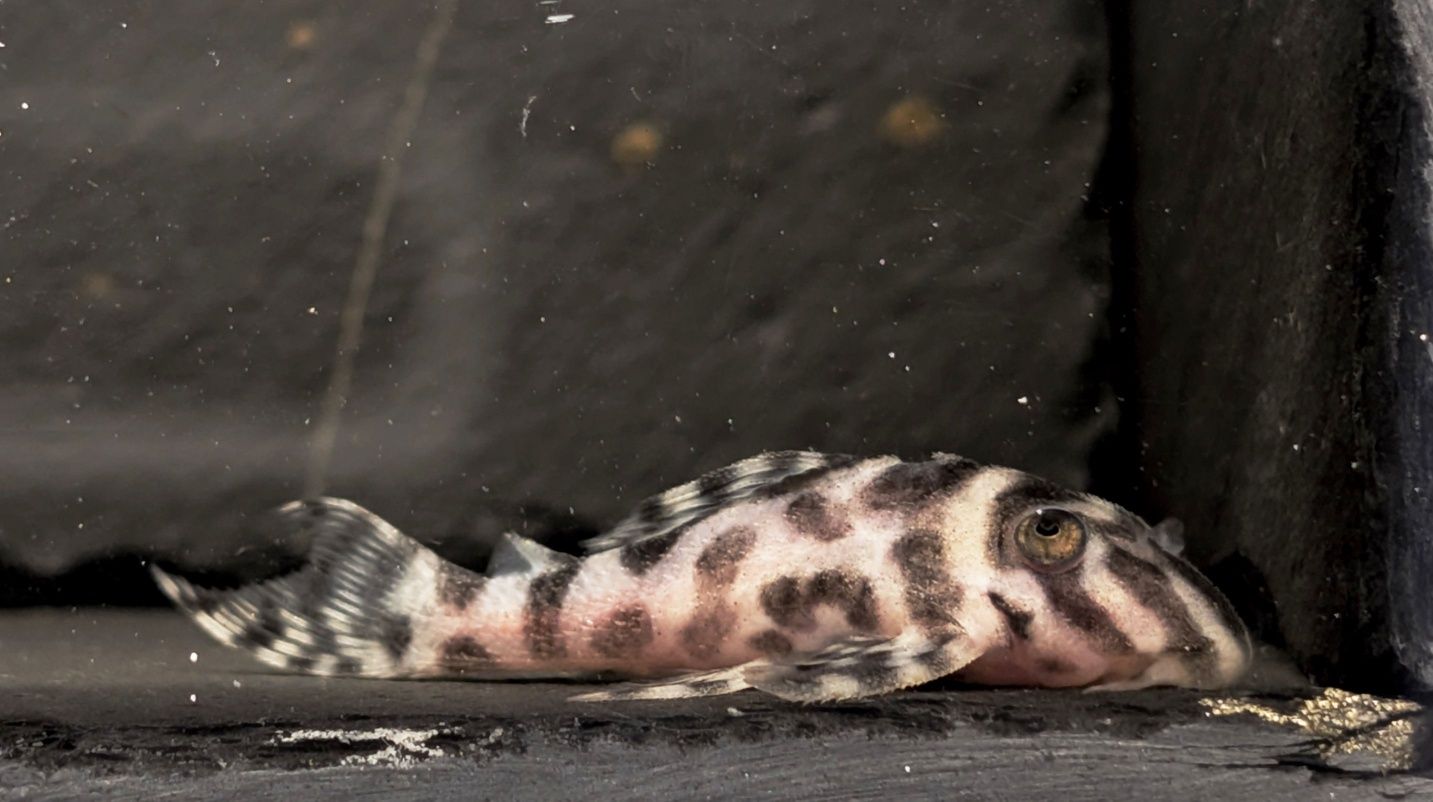 Hypancistrus L236 4cm