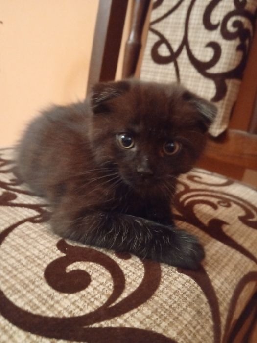 Короткошерсті британці