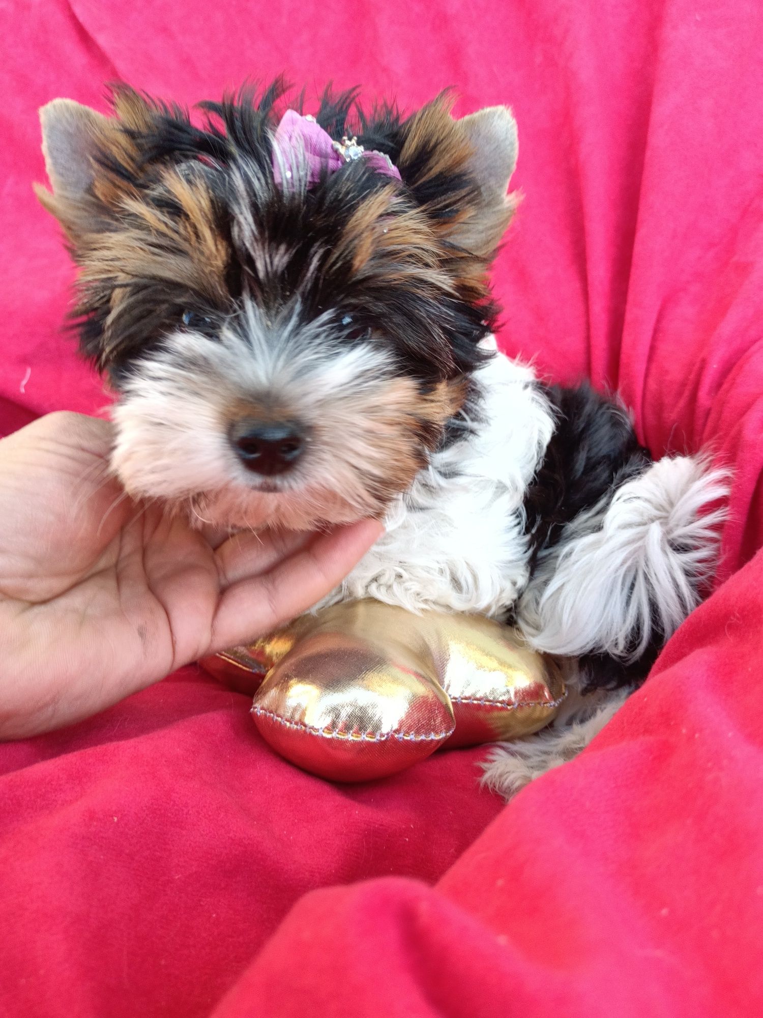 Śliczny biewer Yorkshire terrier york