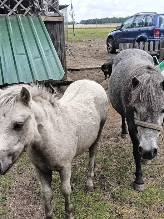 Sprzedam młodego kucyka, ogierka