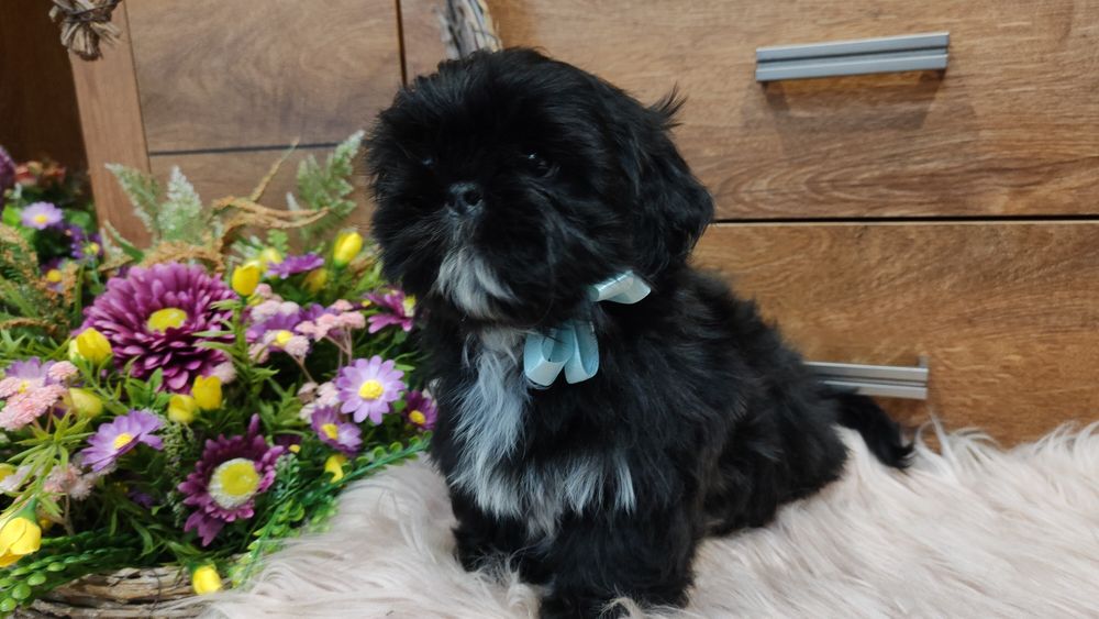 SHIH -TZU rodowodowy piesek