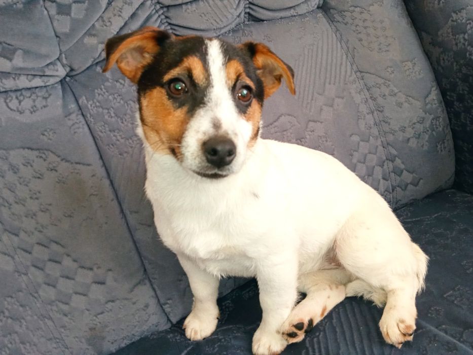 Suczka Jack Russell Terrier