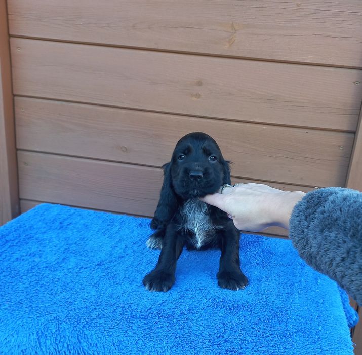 Cocker Spaniel Angielski Piesek Możliwość Rezerwacji
