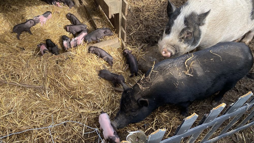 Mini-Porcos Pretos e Malhados (Aceitamos troca por galinhas!)