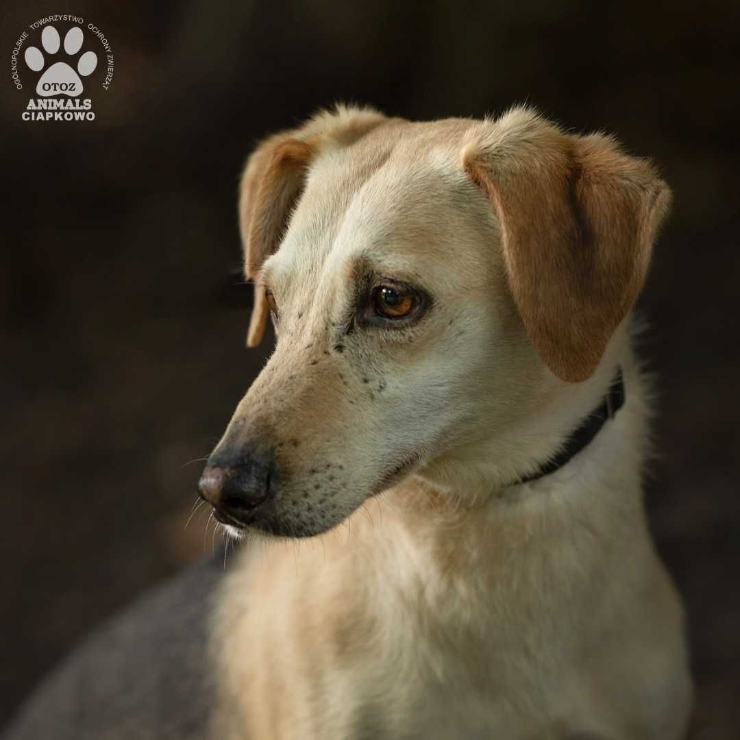 Nieśmiały Meksyk szuka spokojnego domu! OTOZ Animals Ciapkowo