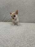 Chihuahua MINI MINI chłopczyk