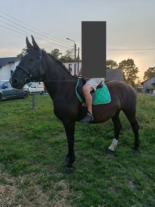 Klacz Śląska 14 letnia koń klacz kobyła