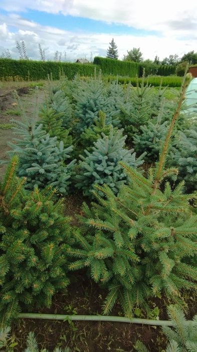 Thuja tuja  szmaragd,brabant,columna