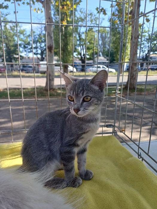 Девочка подросток ищет дом