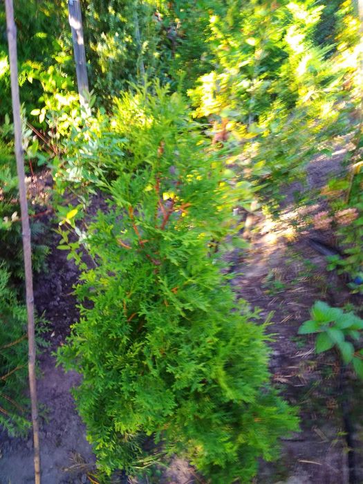 Саджанці Сливи/Чернослив/Обліпиха/Калина/Фундук/Туя/Горіх Грецький