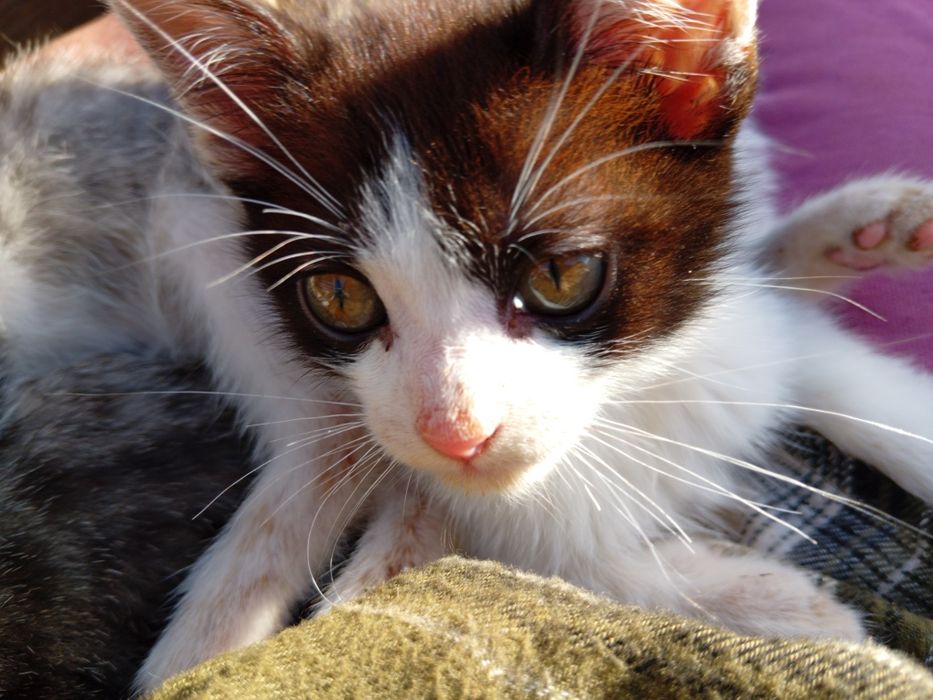 4 gatos para adoção