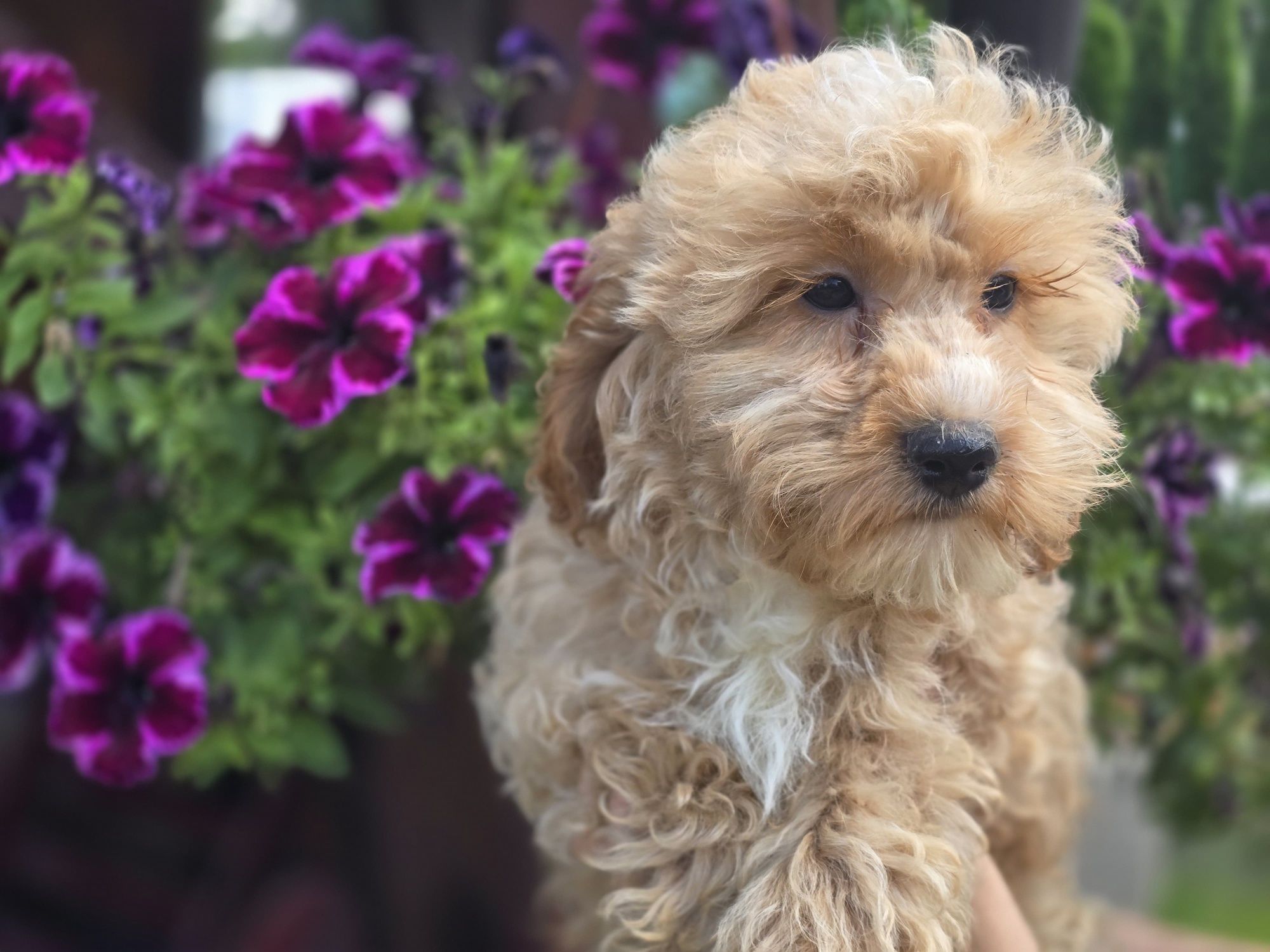 Maltipoo f1 piesek szczeniak do odbioru szczenię