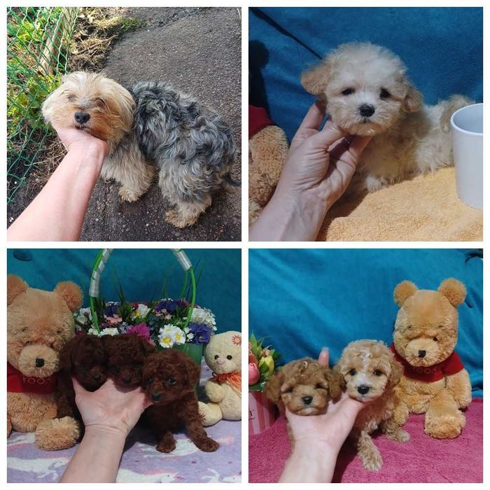 Милые детки мальтипу и пуделей мини мишки с ладошку.