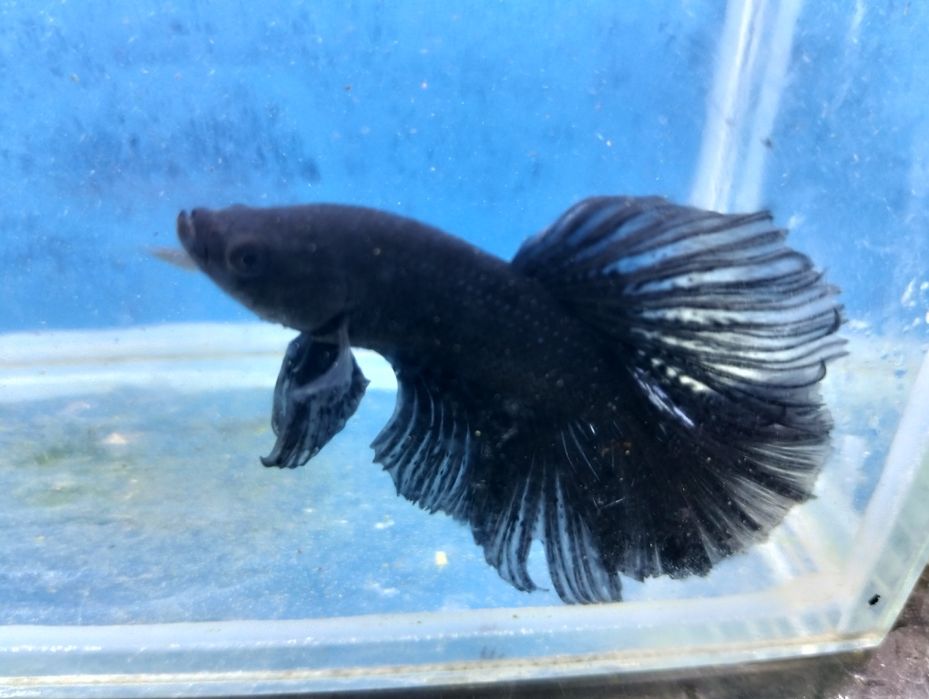 Betta halfmoon dark black