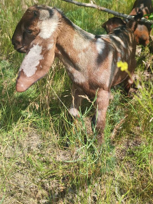 Козы камори ,козлик